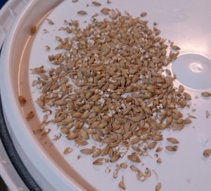 Large number of uncracked grains